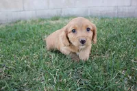Aster, a female Poodle - Toy  and Cavachon for sale in Rock Valley, IA – Photo 2 of 3