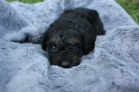Smokey, a female Poodle - Toy  for sale in Rock Valley, IA – 3 of 3