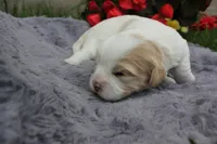 Apollo, a male Cavachon for sale in Rock Valley, IA – 3 of 3