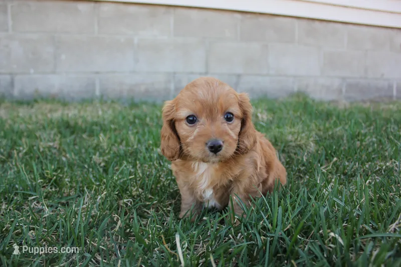 Peony – Poodle - Toy , Cavachon puppy for sale in Rock Valley, IA