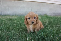 Peony, a female Poodle - Toy  and Cavachon for sale in Rock Valley, IA – Photo 1 of 2