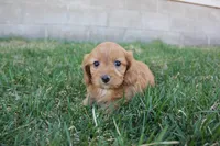 Peony, a female Poodle - Toy  and Cavachon for sale in Rock Valley, IA – Photo 2 of 2