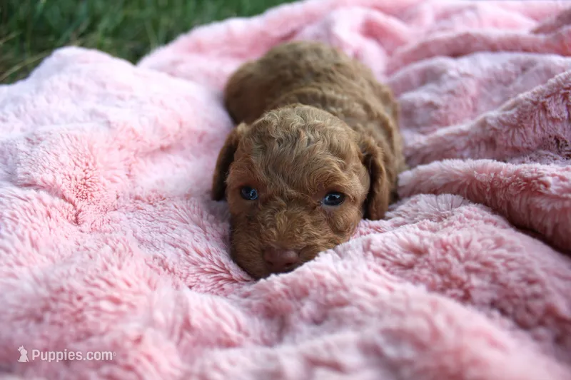 Cinder – Poodle - Toy  puppy for sale in Rock Valley, IA