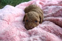 Cinder, a female Poodle - Toy  for sale in Rock Valley, IA – 1 of 3