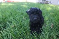 Ash, a female Poodle - Toy  for sale in Rock Valley, IA – 3 of 7