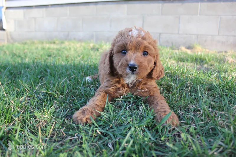 Daisy – Cavapoo, Poodle - Miniature  puppy for sale in Rock Valley, IA