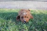 Daisy, a female Cavapoo and Poodle - Miniature  for sale in Rock Valley, IA – Photo 2 of 3