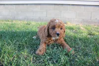 Daisy, a female Cavapoo and Poodle - Miniature  for sale in Rock Valley, IA – Photo 3 of 3