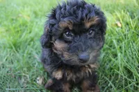 Smokey, a male Poodle - Toy  for sale in Rock Valley, IA – 2 of 5
