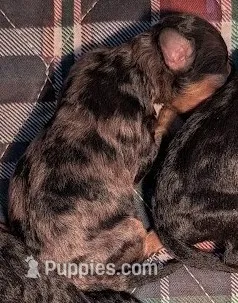 Ember – Poodle - Toy  puppy for sale in Rock Valley, IA