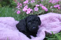 Ash, a female Poodle - Toy  for sale in Rock Valley, IA – 3 of 3