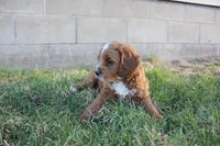Lily, a female Cavapoo and Poodle - Miniature  for sale in Rock Valley, IA – Photo 2 of 2