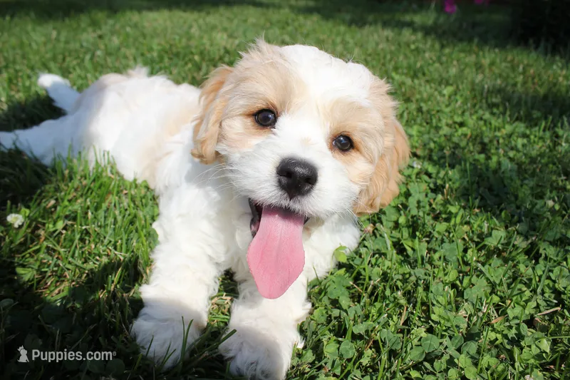 Lincoln – Cavachon puppy for sale in Rock Valley, IA