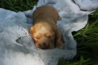 Timber, a male Cavapoo for sale in Rock Valley, IA – 3 of 4