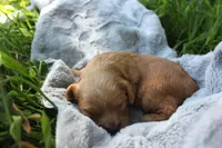 Timber, a male Cavapoo for sale in Rock Valley, IA – 4 of 4