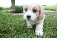 Lincoln, a male Cavachon for sale in Rock Valley, IA – 2 of 8