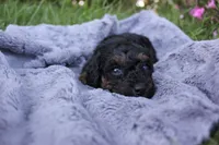 Smokey, a female Poodle - Toy  for sale in Rock Valley, IA – 2 of 3
