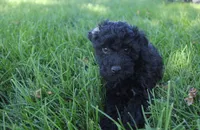 Ash, a female Poodle - Toy  for sale in Rock Valley, IA – 2 of 7