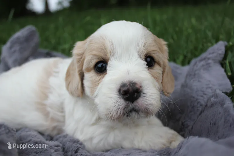 Apollo – Cavachon puppy for sale in Rock Valley, IA