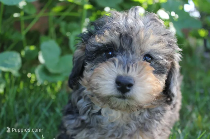 Ember – Poodle - Toy  puppy for sale in Rock Valley, IA