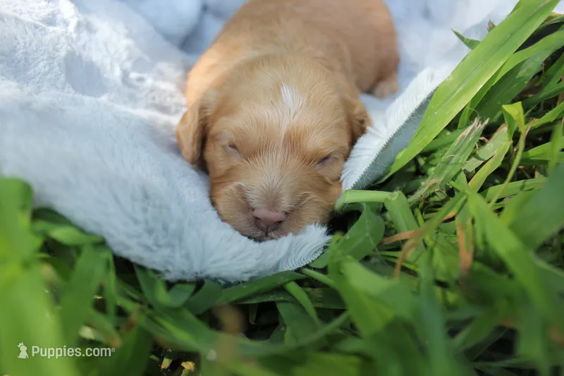 Timber – Cavapoo puppy for sale in Rock Valley, IA