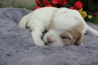 Apollo, a male Cavachon for sale in Rock Valley, IA – 2 of 3