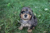 Ember, a female Poodle - Toy  for sale in Rock Valley, IA – 3 of 9