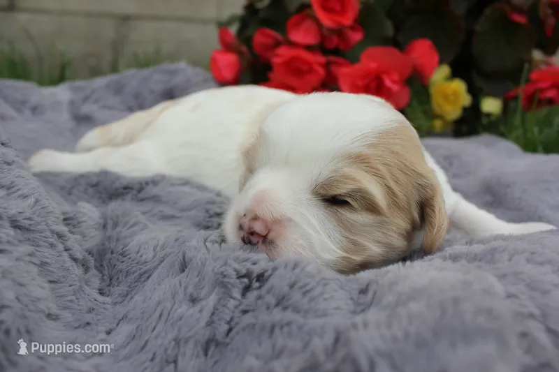 Apollo, a male Cavachon for sale in Rock Valley, IA – 1 of 3