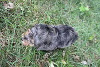 Ember, a female Poodle - Toy  for sale in Rock Valley, IA – 4 of 9