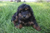 Smokey, a male Poodle - Toy  for sale in Rock Valley, IA – 5 of 5