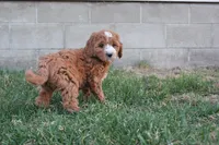 Poppy, a female Cavapoo and Poodle - Miniature  for sale in Rock Valley, IA – Photo 2 of 4