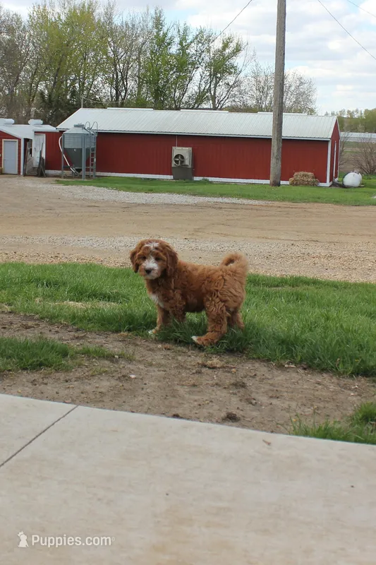 Poppy – Cavapoo, Poodle - Miniature  puppy for sale in Rock Valley, IA