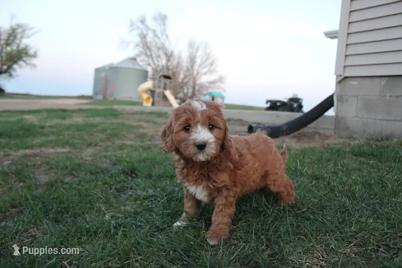 Poppy – Cavapoo, Poodle - Miniature  puppy for sale in Rock Valley, IA