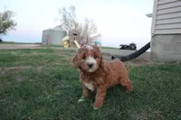 Poppy, a female Cavapoo and Poodle - Miniature  for sale in Rock Valley, IA – Photo 1 of 4