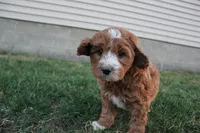 Poppy, a female Cavapoo and Poodle - Miniature  for sale in Rock Valley, IA – Photo 3 of 4