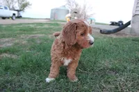 Poppy, a female Cavapoo and Poodle - Miniature  for sale in Rock Valley, IA – Photo 4 of 4