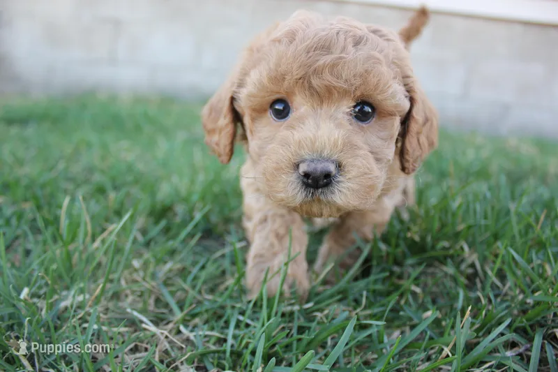 Iris, a female Poodle - Toy  and Cavachon for sale in Rock Valley, IA – Photo 1 of 3