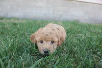 Iris, a female Poodle - Toy  and Cavachon for sale in Rock Valley, IA – Photo 2 of 3