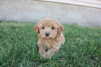 Iris, a female Poodle - Toy  and Cavachon for sale in Rock Valley, IA – Photo 3 of 3