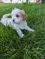 Liberty, a female Cavachon for sale in Rock Valley, IA – 2 of 3