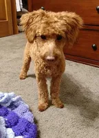 Ember, a female Poodle - Toy  for sale in Rock Valley, IA – 3 of 3