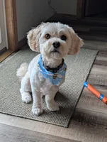 Theo, a male Cavachon for sale in Rock Valley, IA – 1 of 2