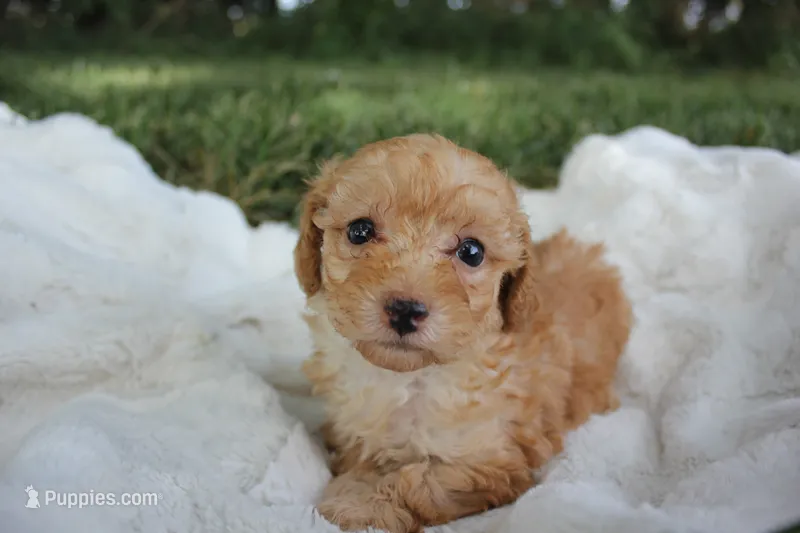 Autumn – Poodle - Toy  puppy for sale in Rock Valley, IA