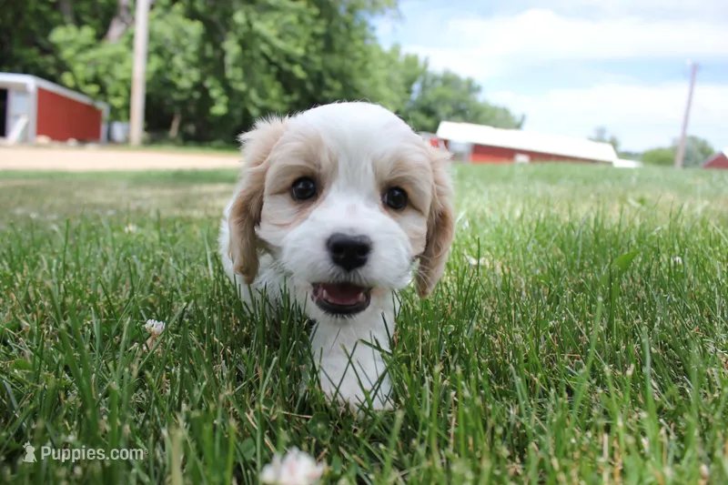 Lincoln – Cavachon puppy for sale in Rock Valley, IA