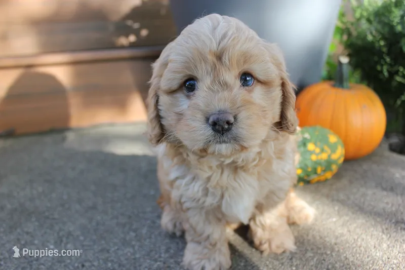 Timber – Cavapoo puppy for sale in Rock Valley, IA