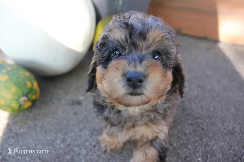 Ember – Poodle - Toy  puppy for sale in Rock Valley, IA