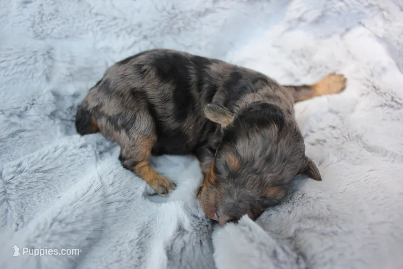 Ember – Poodle - Toy  puppy for sale in Rock Valley, IA