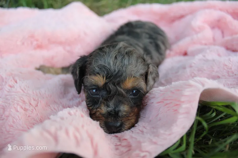 Ember – Poodle - Toy  puppy for sale in Rock Valley, IA