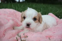 Liberty, a female Cavachon for sale in Rock Valley, IA – 3 of 3