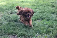 Memphis, a male Cavalier King Charles Spaniel for sale in Rock Valley, IA – 2 of 3